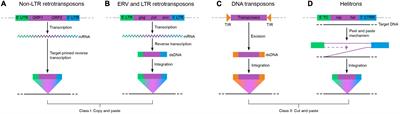 The Happy Hopping of Transposons: The Origins of V(D)J Recombination in Adaptive Immunity